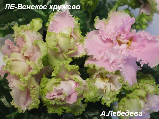 Фиалка венское кружево Фиалка венское кружево